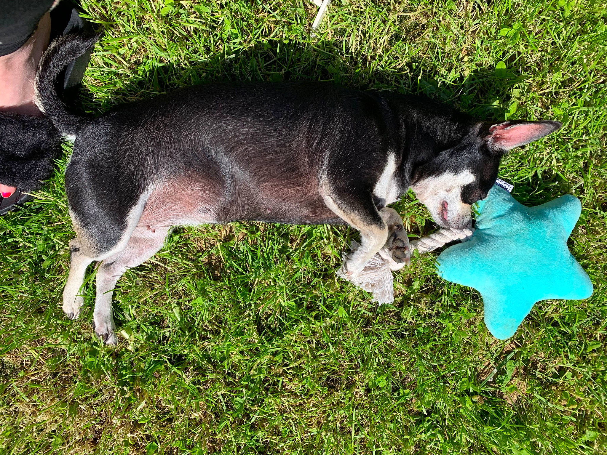 Iris a rejoint le concours — aidez-le/la à gagner de superbes lots ! canidae, carnivore, companion_dog, dog, dog_breed, felidae, grass, groundcover, hat, plant, snout, sporting_group, tail, terrestrial_animal, working_animal, working_dog