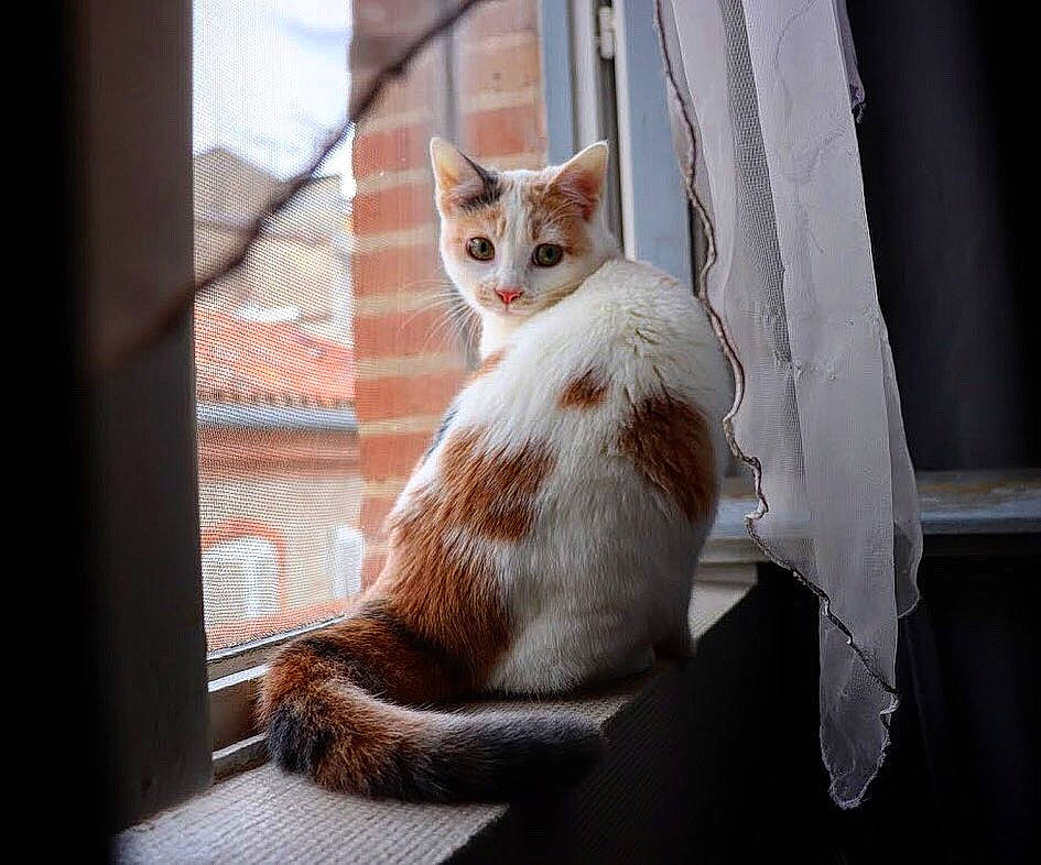 Zéphyr a rejoint le concours — aidez-le/la à gagner de superbes lots ! carnivore, cat, claw, comfort, domestic_short_haired_cat, eye, fawn, felidae, fur, paw, sitting, small_to_medium_sized_cats, snout, tail, tree, whiskers, window, wood