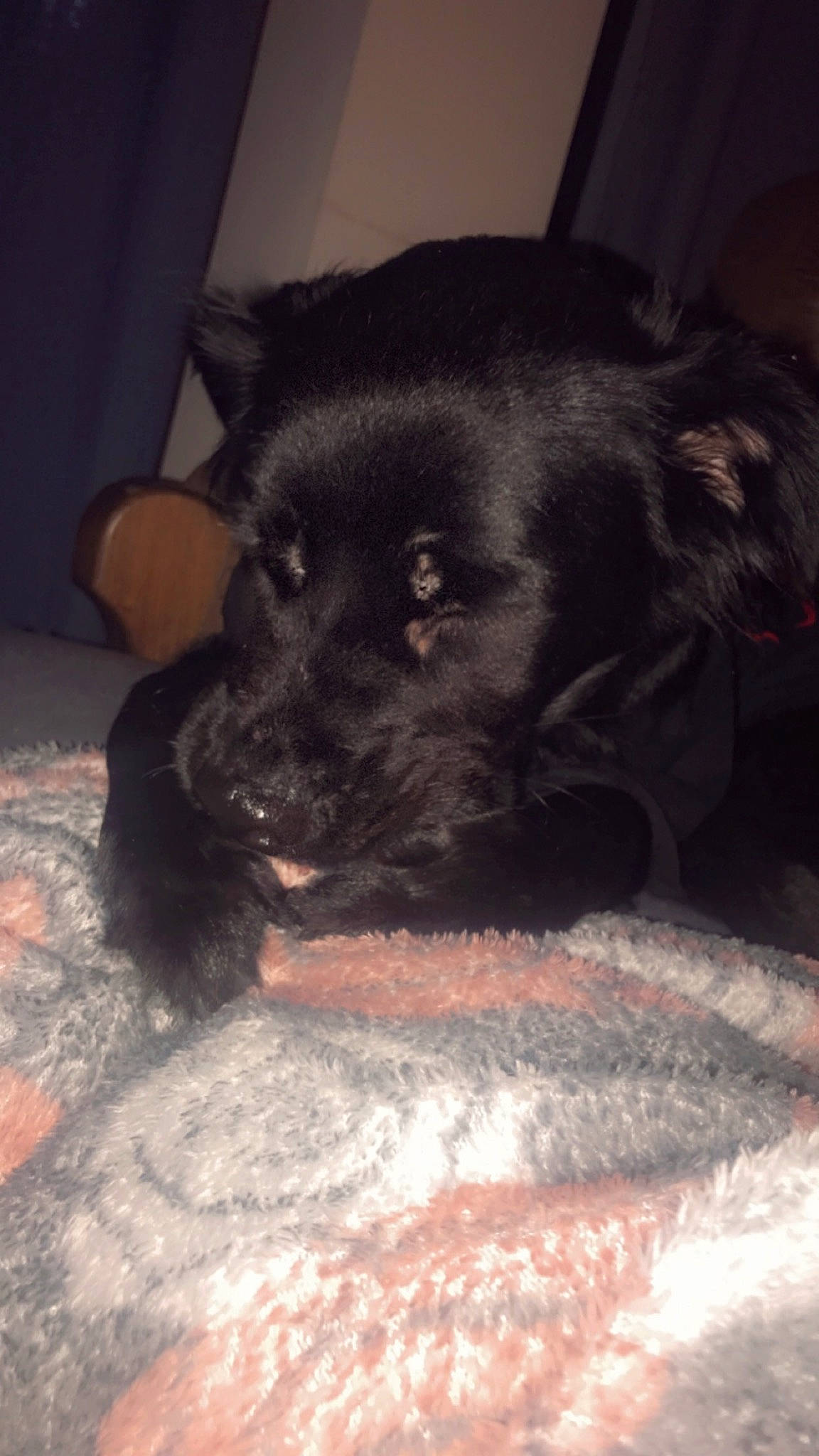 Fleur participe au concours pour gagner de l'argent avec cette photo : borador, canidae, carnivore, cloud, comfort, companion_dog, dog, dog_breed, flooring, fur, non_sporting_group, paw, puppy, snout, sporting_group, tail, whiskers, working_animal