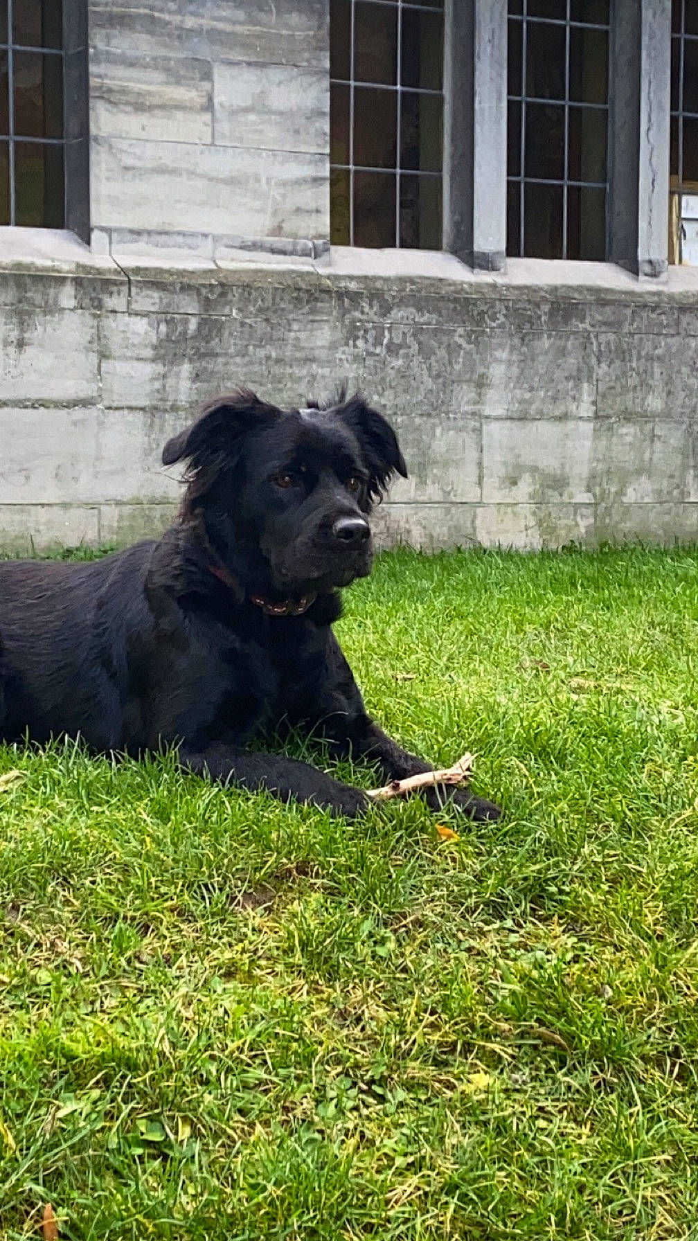 Fleur participe au concours pour gagner de l'argent avec cette photo : borador, canidae, carnivore, companion_dog, dog, dog_breed, grass, groundcover, non_sporting_group, plant, shrub, snout, sporting_group, terrestrial_animal, window, working_animal, working_dog