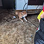 black_box, bulldog, carpet, child, clutter, cord, desk, dog, floor, indoor, messy, partial_view, pet, plastic, red_shirt, room, toy, wall, worn_carpet, yellow_shorts