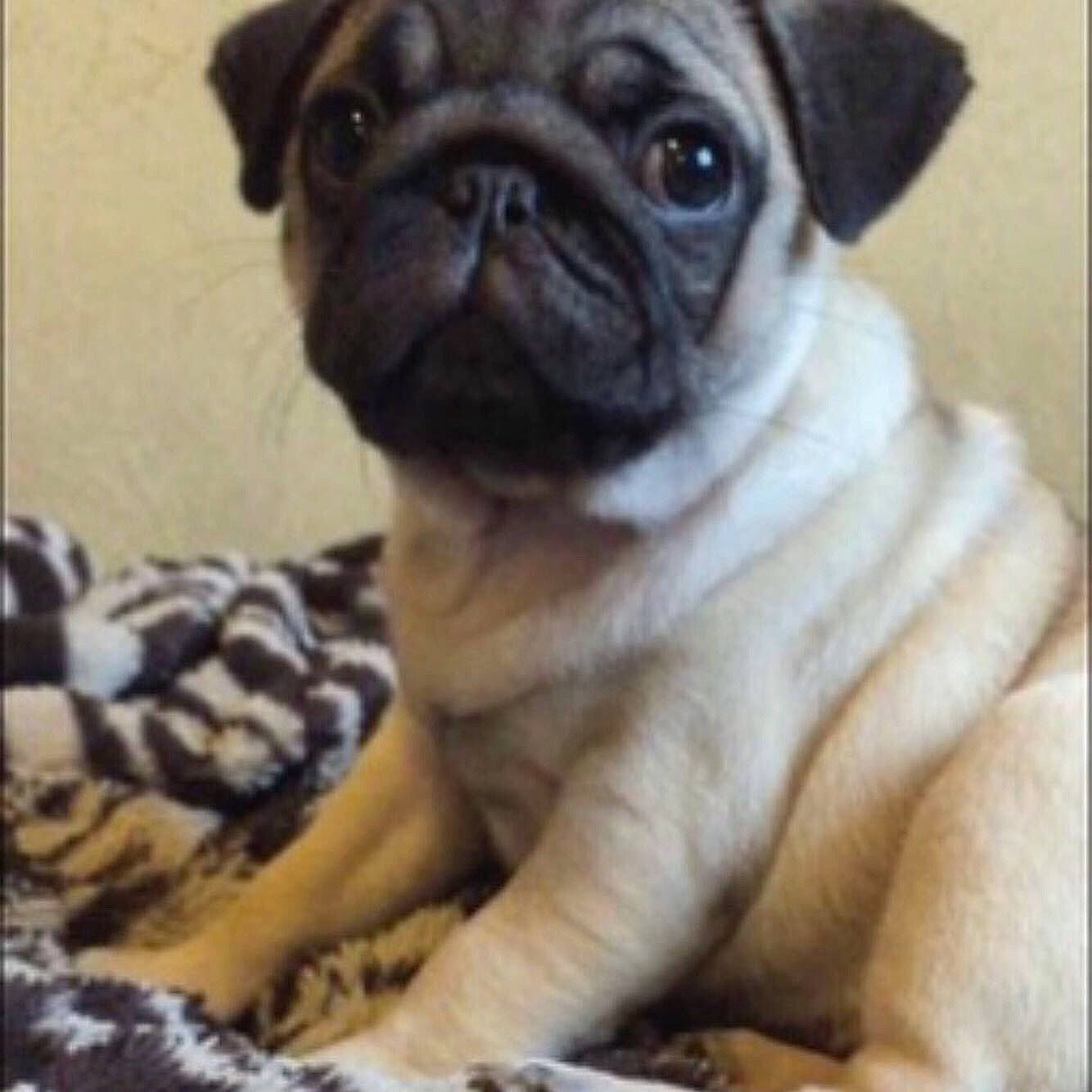 Rolo is registered to the contest to win money with this photo: ancient_dog_breeds, canidae, carnivore, companion_dog, dog, dog_breed, fawn, fur, iris, non_sporting_group, photography, pug, puppy, snout, sporting_group, terrestrial_animal, toy_dog, whiskers, working_animal, wrinkle