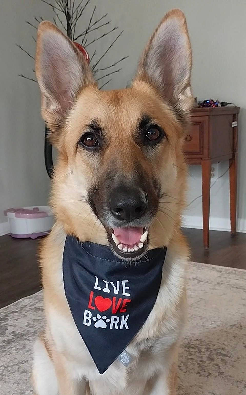 Sadie joined the competition — help win amazing prizes! canidae, carnivore, collar, companion_dog, dog, dog_breed, dog_collar, dog_supply, east_european_shepherd, fang, fawn, fur, herding_dog, jaw, snout, sporting_group, whiskers, working_animal, working_dog