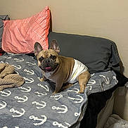 Morty joined the competition — help win amazing prizes! anchor_pattern, bed, blanket, canine, comfortable, cute, diaper, dog, domestic_animal, french_bulldog, furniture, grey_blanket, happy_dog, indoor, orange_pillow, pet, pillow, resting, smiling, wall