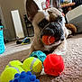 Morty joined the competition — help win amazing prizes! animal, blue_ball, carpet, close_up, curious, cute, dog, ears, french_bulldog, household, indoor, living_room, muzzle, orange_ball, paw, pet, playful, tennis_ball, toy, yellow_ball