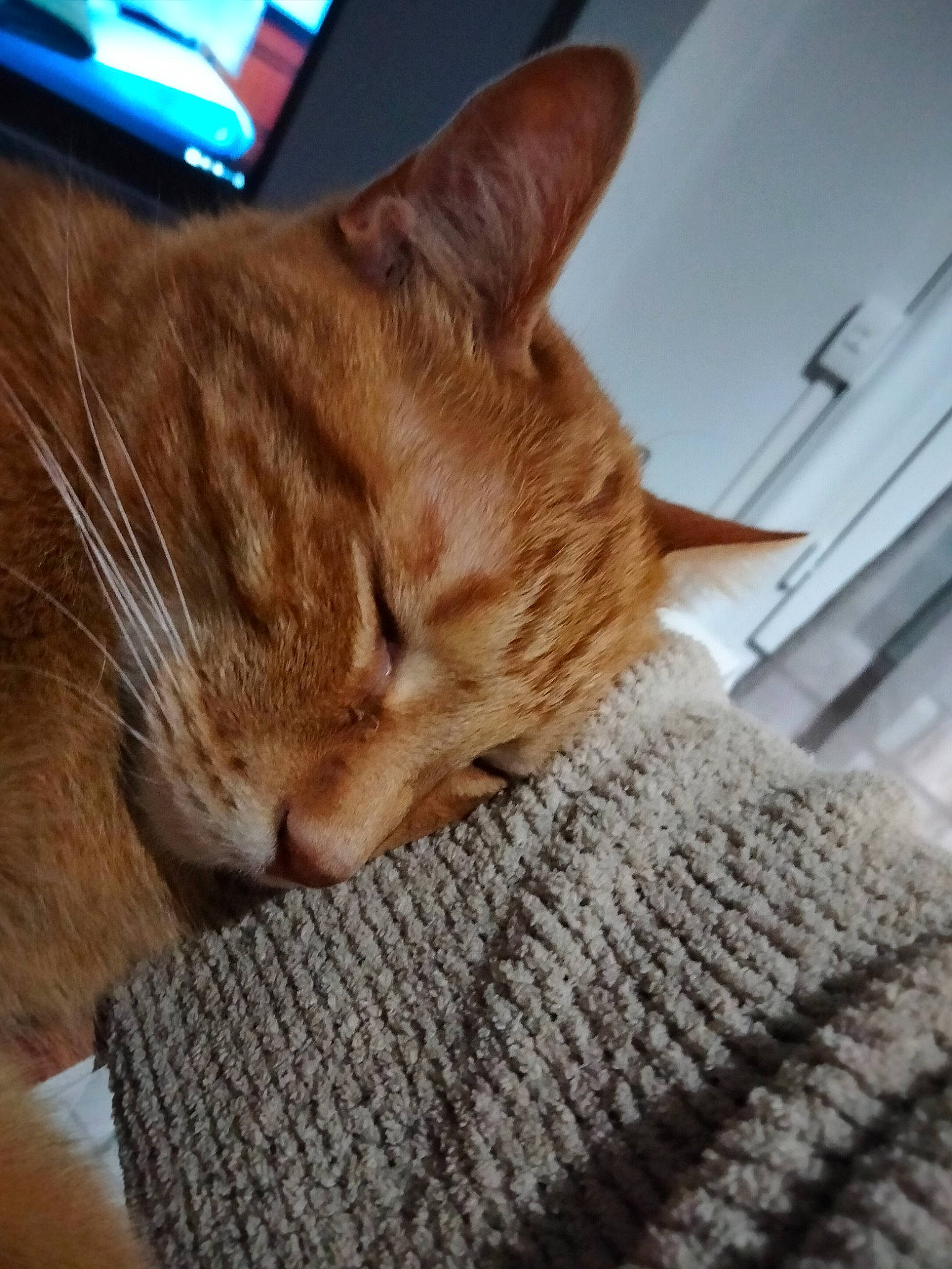 Oguste participe au concours pour gagner de l'argent avec cette photo : carnivore, cat, claw, comfort, domestic_short_haired_cat, fawn, felidae, flooring, fur, hardwood, human_leg, paw, sitting, small_to_medium_sized_cats, snout, tail, textile, whiskers, wood, woven_fabric