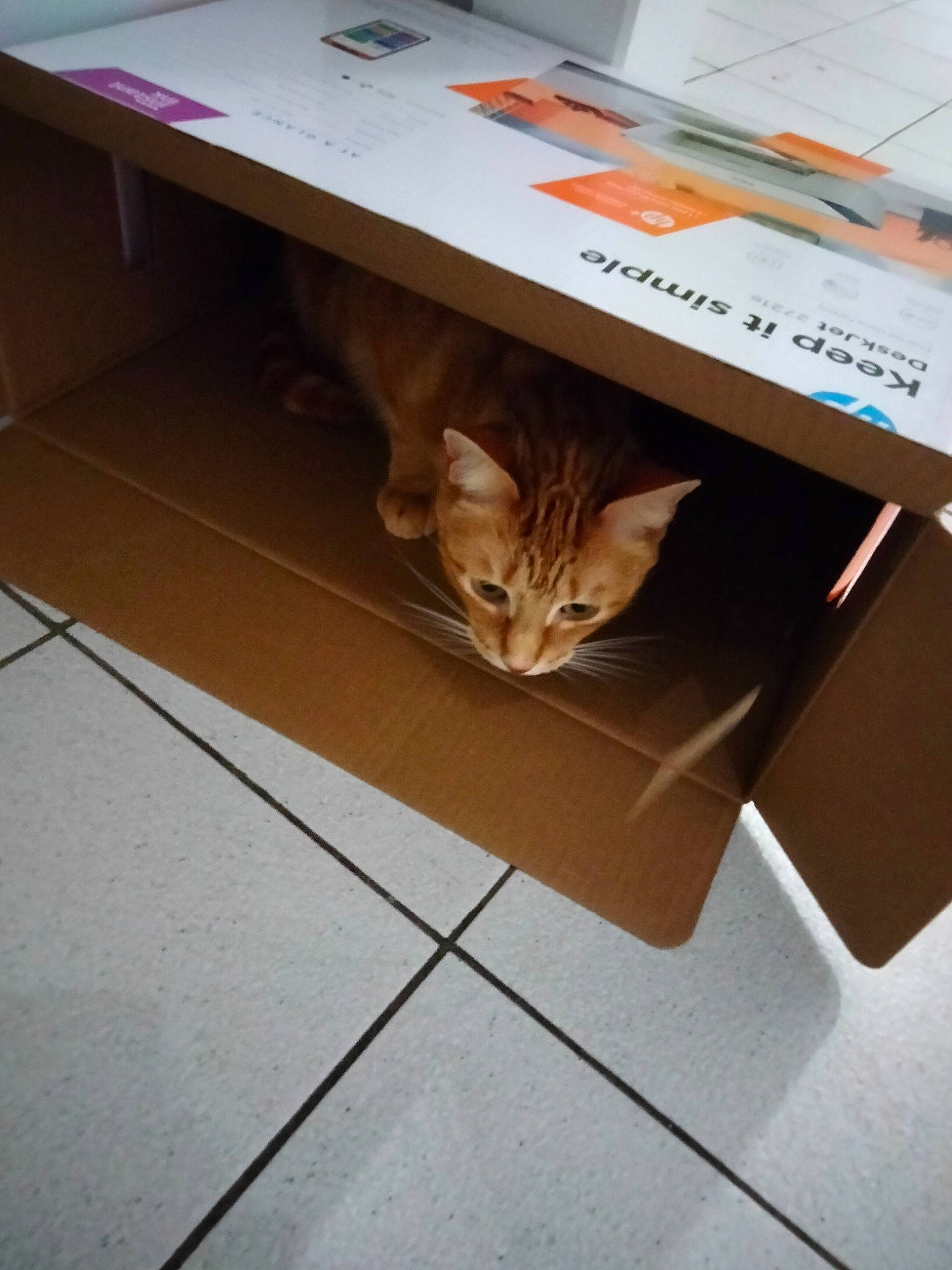 Oguste participe au concours pour gagner de l'argent avec cette photo : box, cardboard, carnivore, cat, desk, fawn, felidae, floor, flooring, font, hardwood, plant, plywood, rectangle, small_to_medium_sized_cats, table, tail, whiskers, wood, wood_stain