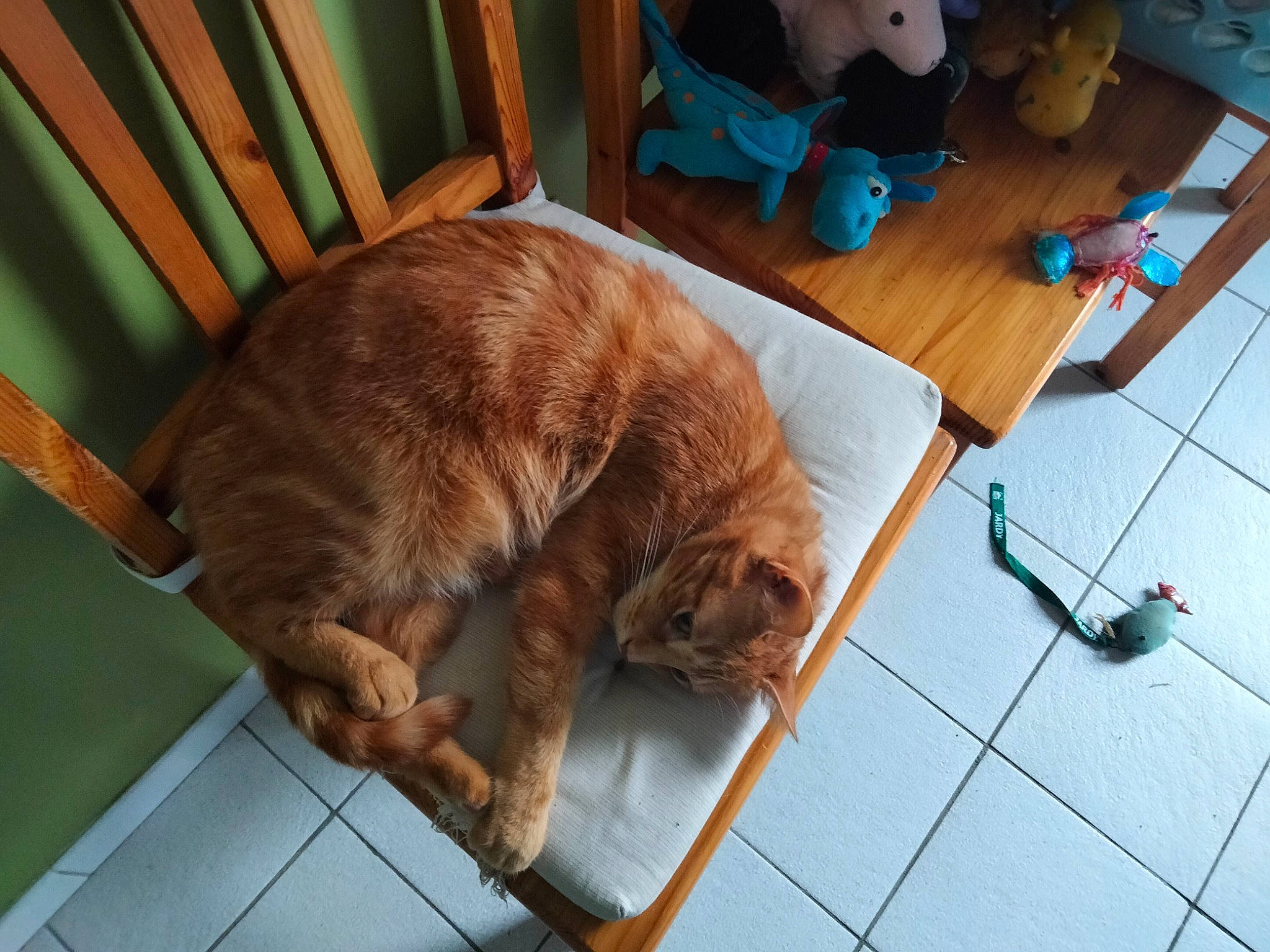 Oguste participe au concours pour gagner de l'argent avec cette photo : carnivore, cat, chair, collar, comfort, companion_dog, dog_breed, fawn, felidae, floor, flooring, hardwood, liver, mammal, small_to_medium_sized_cats, snout, tail, vertebrate, whiskers, wood