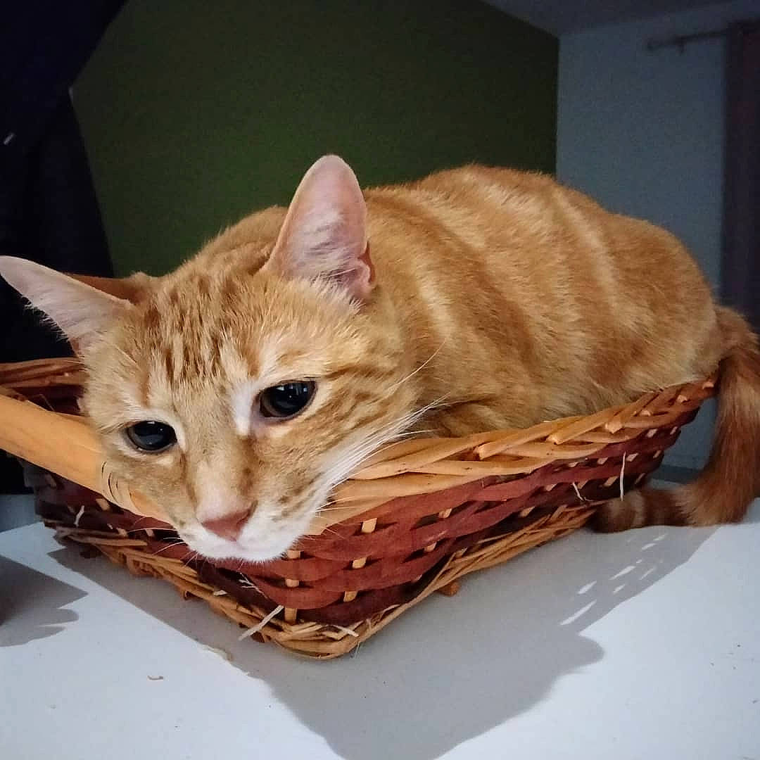 Oguste participe au concours pour gagner de l'argent avec cette photo : basket, carnivore, cat, cat_supply, comfort, couch, domestic_short_haired_cat, fawn, felidae, fur, linens, room, sitting, small_to_medium_sized_cats, storage_basket, tail, textile, whiskers, wicker, wood