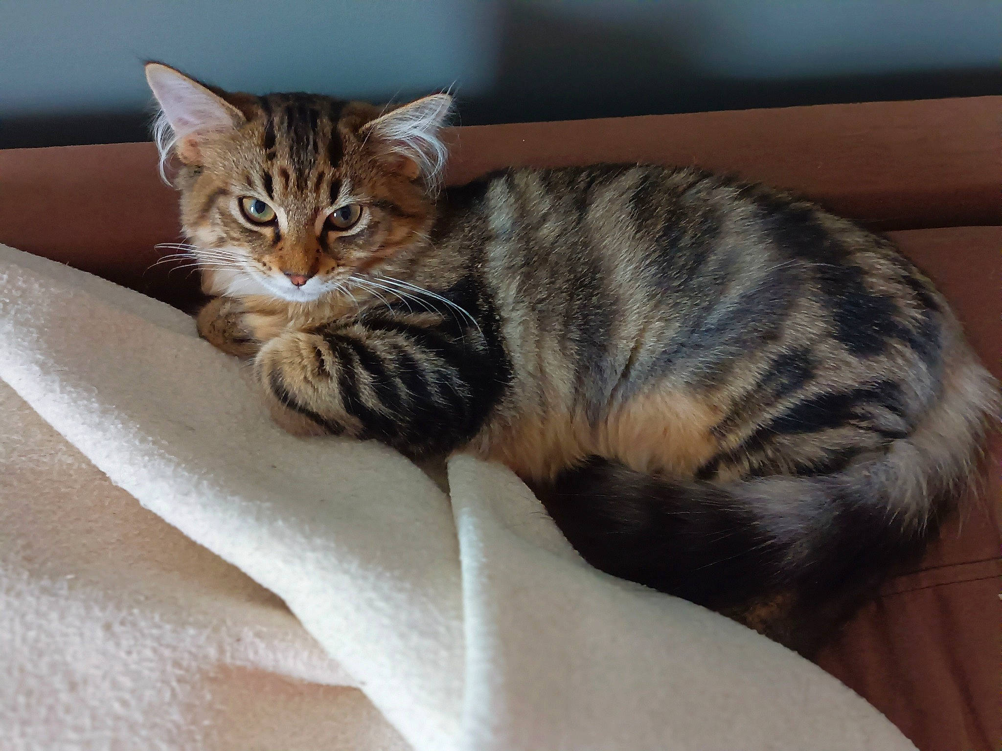 Marcel participe au concours pour gagner de l'argent avec cette photo : bed, carnivore, cat, cat_supply, claw, comfort, domestic_short_haired_cat, felidae, fur, paw, pet_supply, small_to_medium_sized_cats, snout, tail, terrestrial_animal, tree, whiskers