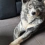 Shon Go a rejoint le concours — aidez-le/la à gagner de superbes lots ! dog, canine, pet, fur, crossed_paws, relaxed, indoor, floor, tile, leather_couch, sitting, calm, gray_fur, white_fur, paw, animal, mammal, domestic_animal, resting, portrait