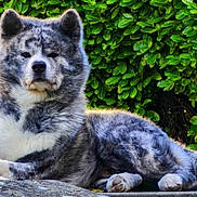 Shon Go a rejoint le concours — aidez-le/la à gagner de superbes lots ! akita, dog, animal, pet, fur, laying, outdoor, greenery, leaves, nature, resting, canine, portrait, paw, snout, ears, fluffy, relaxed, stone, garden