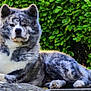 akita, dog, animal, pet, fur, laying, outdoor, greenery, leaves, nature, resting, canine, portrait, paw, snout, ears, fluffy, relaxed, stone, garden