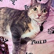 Doug Da Thug joined the competition — help win amazing prizes! cat, pet, feline, animal, collar, blanket, pink, pattern, crown, indoor, cute, fur, whiskers, relaxed, lying_down, closeup, domestic_cat, soft, cozy, alert