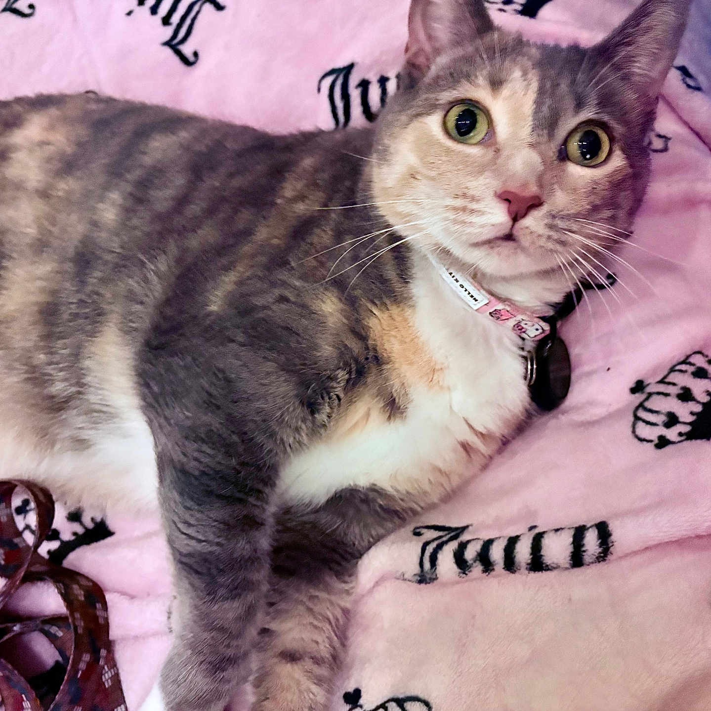 Doug Da Thug joined the competition — help win amazing prizes! alert, animal, blanket, cat, closeup, collar, cozy, crown, cute, domestic_cat, feline, fur, indoor, lying_down, pattern, pet, pink, relaxed, soft, whiskers