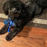 Bentley joined the competition — help win amazing prizes! adorable, animal, black_dog, bow_tie, canine, carpet, companion, cute, dog, domestic_animal, flooring, fluffy, indoor, looking_at_camera, lying_down, pet, relaxed, rug, small_dog, wood_floor