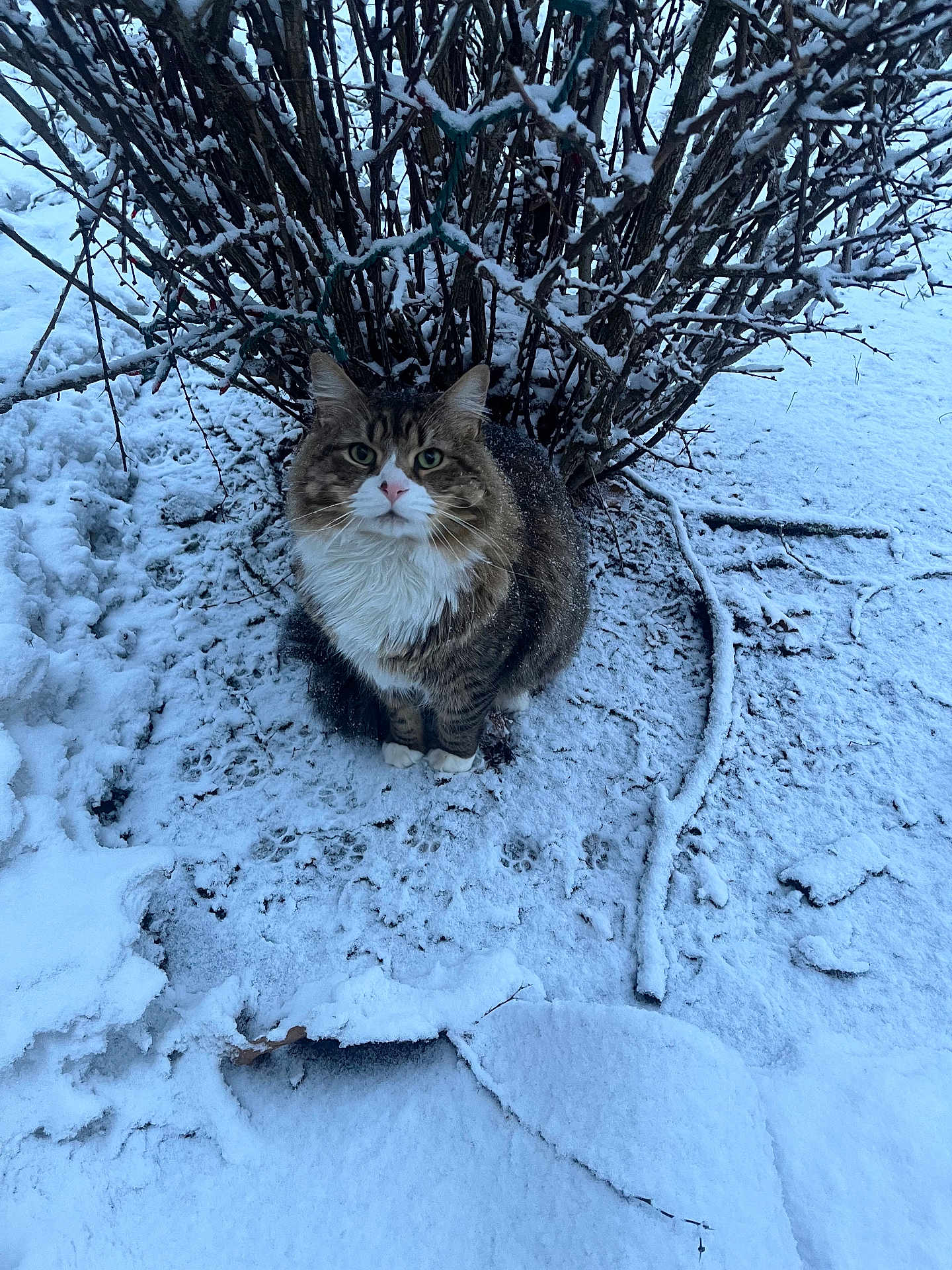 Otis joined the competition — help win amazing prizes! cat, tabby, snow, winter, bush, outdoor, fluffy_fur, green_eyes, whiskers, paws, footprints, sitting, pet, animal, nature, portrait, closeup, backyard, frozen_ground, cute
