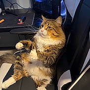 Otis joined the competition — help win amazing prizes! cat, fluffy_cat, tabby_cat, pet, indoor, chair, gaming_chair, computer, monitor, mouse, desk, whiskers, paws_up, fur, portrait, sitting, cozy, home_office, electronics, relaxed