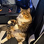 cat, fluffy_cat, tabby_cat, pet, indoor, chair, gaming_chair, computer, monitor, mouse, desk, whiskers, paws_up, fur, portrait, sitting, cozy, home_office, electronics, relaxed