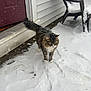 Otis joined the competition — help win amazing prizes! cat, tabby, snow, snowfall, porch, front_door, plastic_chair, siding, paw_prints, footprints, whiskers, fur, outdoor, winter, cold, animal, pet, standing, stoic, entrance