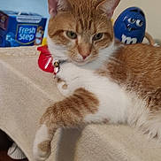 Peanut is registered to the contest to win money with this photo: cat, orange_and_white, lounging, indoor, towel, table, m_and_m_figurines, fresh_step_box, background_objects, relaxed, pet, feline, paw, collar, toy, shelf, books, remote_control, wall, decorations