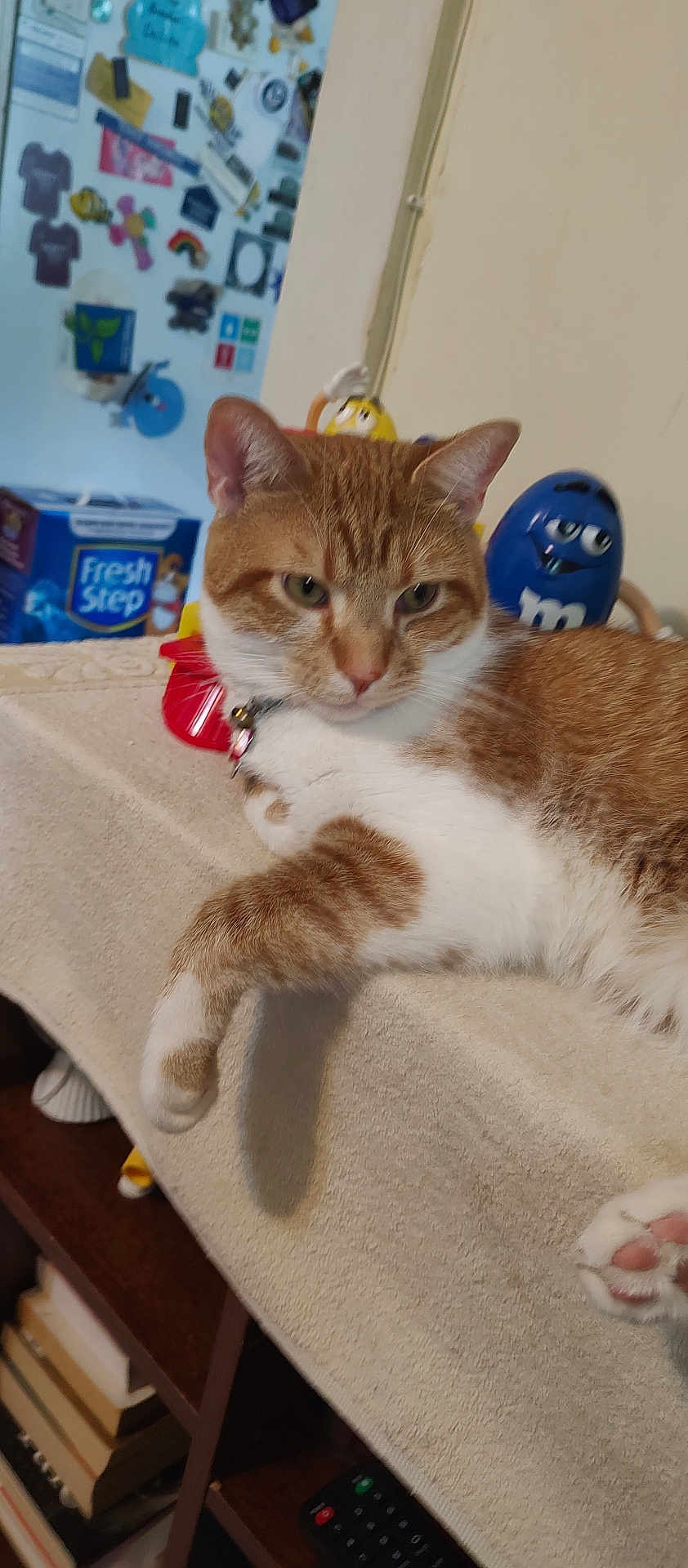 Peanut is registered to the contest to win money with this photo: cat, orange_and_white, lounging, indoor, towel, table, m_and_m_figurines, fresh_step_box, background_objects, relaxed, pet, feline, paw, collar, toy, shelf, books, remote_control, wall, decorations