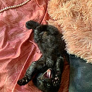 Honu is registered to the contest to win money with this photo: bed, bedding, black_cat, blanket, cozy, cute, fabric, fur, green_eyes, indoor, kitten, paws, pet, pink_tongue, playful, plush_pillow, sleeping_position, stretching, whiskers, yawning