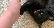 Honu is registered to the contest to win money with this photo: black_kitten, carpet, cat, close_up, clothing, cozy, cute, domestic, fur, green_eyes, human_hand, indoor, interaction, kitten, lying_down, paw, pet, playful, texture, tongue_out