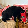 cat, black_cat, bed, pillow, blanket, red_cup, starbucks_logo, nightstand, wicker_basket, indoor, pet, fur, mischief, head_in_cup, cup, bedding, pillowcase, plant, clutter, tissue_box