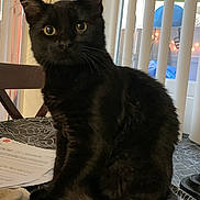 Honu joined the competition — help win amazing prizes! black_cat, cat, pet, feline, whiskers, yellow_eyes, tail, sitting, indoor, table, window_blinds, papers, chair, portrait, fur, curiosity, home, closeup, gaze, calm