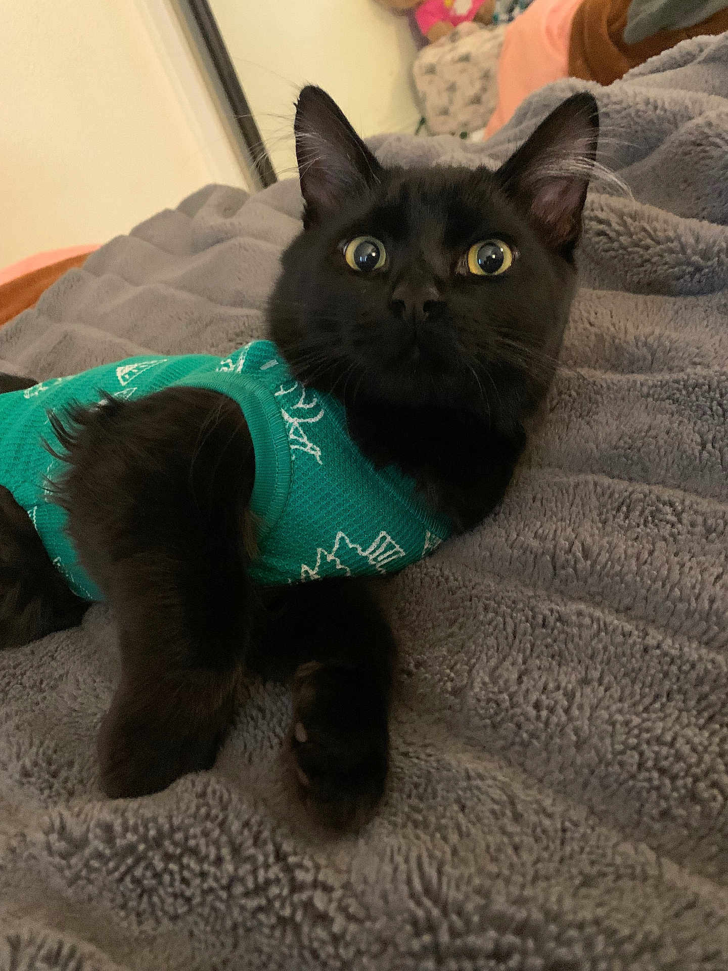 Honu is registered to the contest to win money with this photo: black_cat, cat, pet, feline, teal_sweater, sweater, blanket, bed, cozy, indoor, whiskers, wide_eyes, ears, paws, fur, close_up, portrait, curious, relaxed, soft_texture