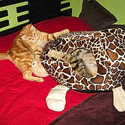 Nougat participe au concours pour gagner de l'argent avec cette photo :