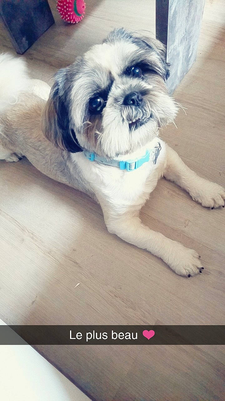 Iouky participe au concours pour gagner de l'argent avec cette photo : canidae, carnivore, chinese_imperial_dog, companion_dog, dog, dog_breed, griffon_bruxellois, lhasa_apso, mammal, non_sporting_group, puppy, rare_breed_dog, shih_tzu, snout, sporting_group, toy_dog