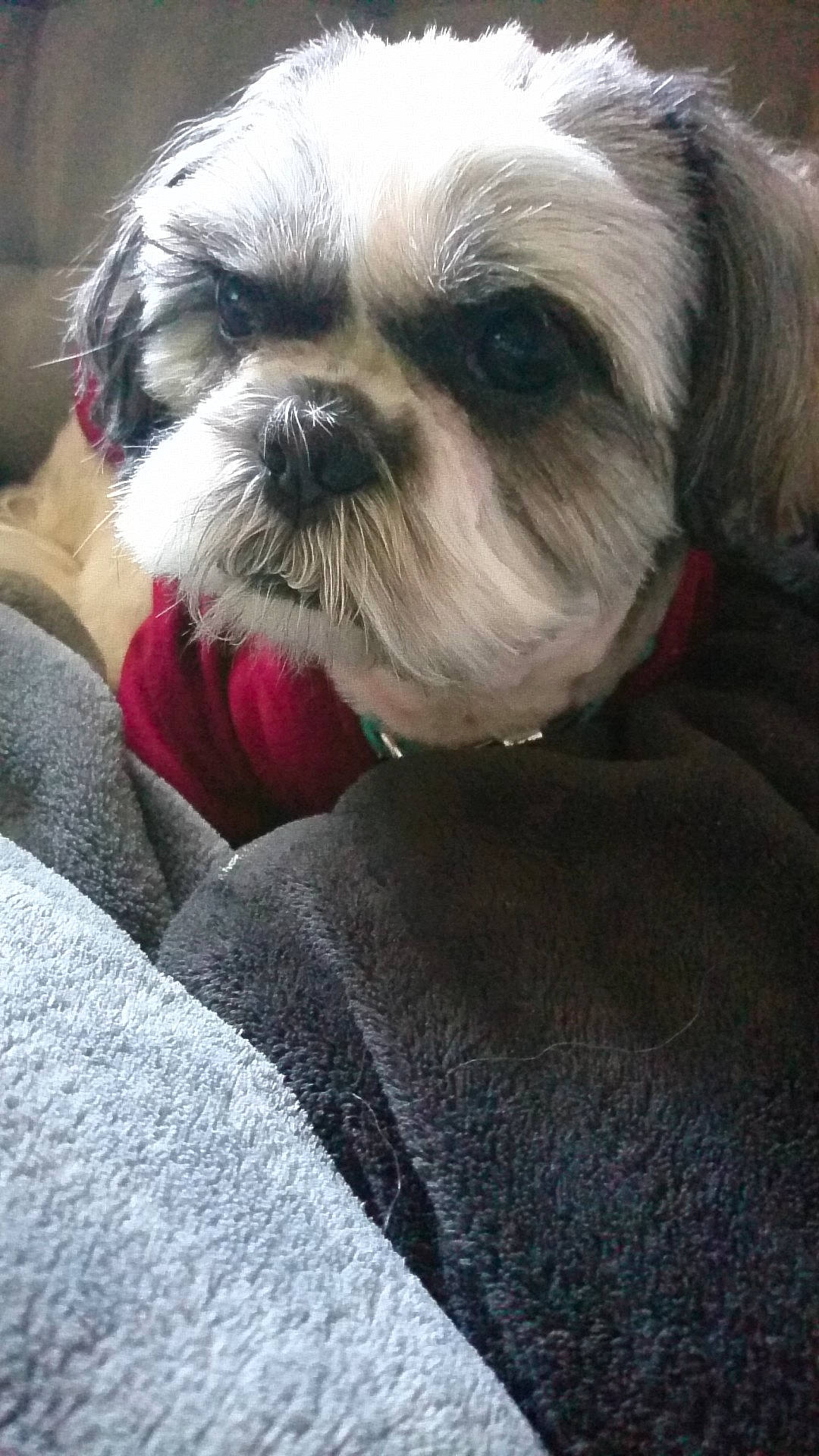 Iouky participe au concours pour gagner de l'argent avec cette photo : canidae, carnivore, chinese_imperial_dog, companion_dog, dog, dog_breed, kyi_leo, lhasa_apso, lowchen, mammal, morkie, non_sporting_group, puppy, puppy_love, rare_breed_dog, shih_tzu, snout, sporting_group, toy_dog, vertebrate