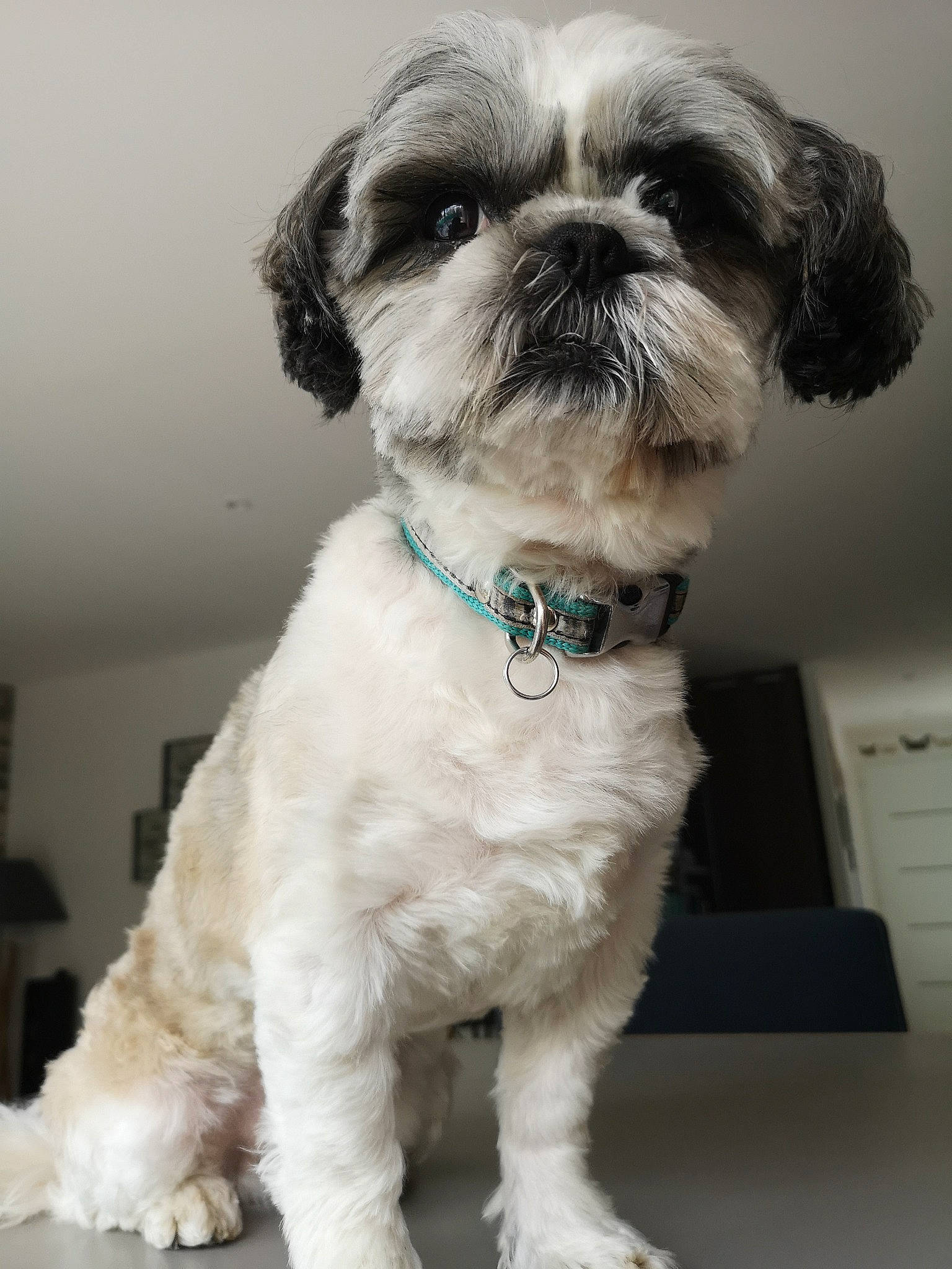 Iouky a rejoint le concours — aidez-le/la à gagner de superbes lots ! canidae, carnivore, companion_dog, dog, dog_breed, lhasa_apso, lowchen, mal_shi, maltepoo, mammal, non_sporting_group, pekapoo, puppy, rare_breed_dog, shih_poo, shih_tzu, snout, sporting_group, toy_dog, vertebrate