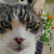 Tiny a rejoint le concours — aidez-le/la à gagner de superbes lots ! cat, tabby_cat, close_up, animal, pet, whiskers, green_eyes, fur, outdoor, plant, flower, nature, portrait, face, nose, ear, background_blur, domestic_cat, curious