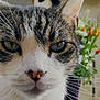 animal, background_blur, cat, close_up, curious, domestic_cat, ear, face, flower, fur, green_eyes, nature, nose, outdoor, pet, plant, portrait, tabby_cat, whiskers