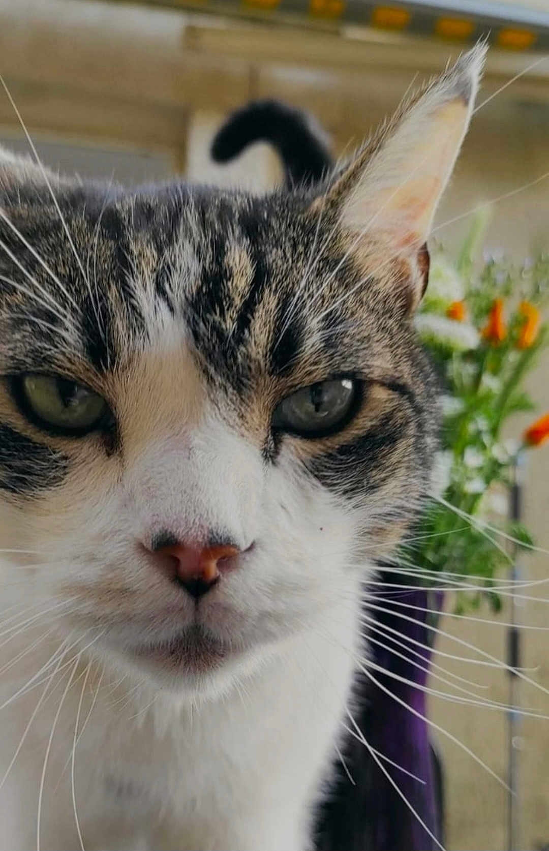 Tiny a rejoint le concours — aidez-le/la à gagner de superbes lots ! cat, tabby_cat, close_up, animal, pet, whiskers, green_eyes, fur, outdoor, plant, flower, nature, portrait, face, nose, ear, background_blur, domestic_cat, curious