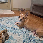 Peanut is registered to the contest to win money with this photo: dog, small_dog, tan_dog, indoor, rug, patterned_rug, stuffed_toy, tiger_toy, wood_floor, couch, window_blinds, pet, animal, looking_back, ears_up, floor, home_interior, relaxed, living_room, toy