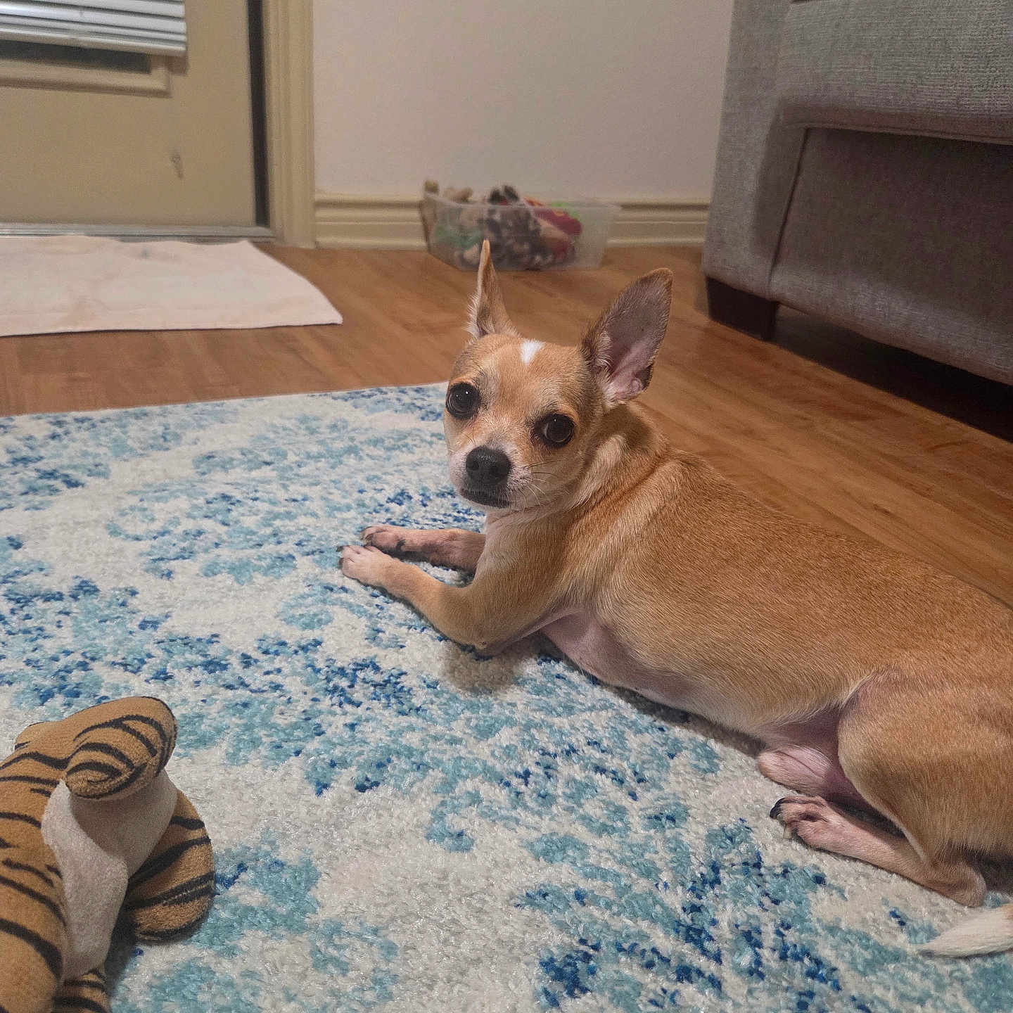 Peanut is registered to the contest to win money with this photo: animal, couch, dog, ears_up, floor, home_interior, indoor, living_room, looking_back, patterned_rug, pet, relaxed, rug, small_dog, stuffed_toy, tan_dog, tiger_toy, toy, window_blinds, wood_floor