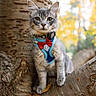 cat, gray_tabby, tree, harness, bow_tie, autumn, outdoor, animal, pet, whiskers, fur, branch, nature, close_up, curious, young_cat, daylight, fall_foliage, portrait, sitting