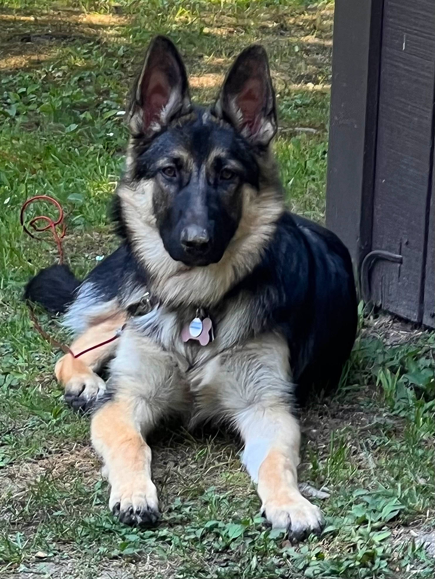 Harper joined the competition — help win amazing prizes! bohemian_shepherd, canidae, carnivore, companion_dog, dog, dog_breed, dog_supply, east_european_shepherd, german_shepherd_dog, grass, herding_dog, king_shepherd, old_german_shepherd_dog, plant, snout, sporting_group, terrestrial_animal, tervuren, working_animal, working_dog