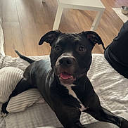 Tokyo a rejoint le concours — aidez-le/la à gagner de superbes lots ! dog, black_dog, pitbull_like, pet, tongue_out, indoor, living_room, sofa, blanket, white_coffee_table, hardwood_floor, vacuum, food_bowl, pillow, happy, portrait, close_up, playful, relaxed, human_arm