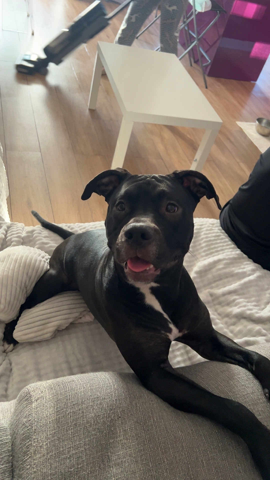 Tokyo a rejoint le concours — aidez-le/la à gagner de superbes lots ! dog, black_dog, pitbull_like, pet, tongue_out, indoor, living_room, sofa, blanket, white_coffee_table, hardwood_floor, vacuum, food_bowl, pillow, happy, portrait, close_up, playful, relaxed, human_arm