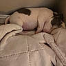 piglet, animal, sleeping, blanket, cozy, resting, indoor, cute, pet, snuggled, soft, quilt, small, pink, fur, domestic, young, comfort, relaxed, bed