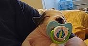 Alaki Deautz is registered to the contest to win money with this photo: arm, baby, black, blanket, comfort, cute, human, indoor, nose, pacifier, paw, pet, puppy, relaxation, resting, sleeping, small, water_jug, white, window