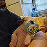 Alaki Deautz is registered to the contest to win money with this photo: puppy, sleeping, pacifier, baby, cute, pet, indoor, arm, resting, small, white, black, paw, nose, human, comfort, blanket, water_jug, window, relaxation