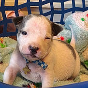 Alaki Deautz joined the competition — help win amazing prizes! puppy, dog, blue_collar, basket, blanket, sleepy, cute, pet, animal, winking, young, fur, small, indoor, resting, adorable, closeup, domestic_animal, collar, cross_tag
