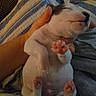 puppy, sleeping, hand, blanket, person, cozy, cute, animal, pet, fur, paw, relaxed, indoor, resting, small, young, pink_paw_pads, clothing, human, comfort