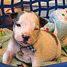 Alaki Deautz joined the competition — help win amazing prizes! puppy, dog, basket, blanket, collar, pet, cute, sleepy, young, fur, indoors, resting, animal, blue, white, black, small, adorable, face, sitting